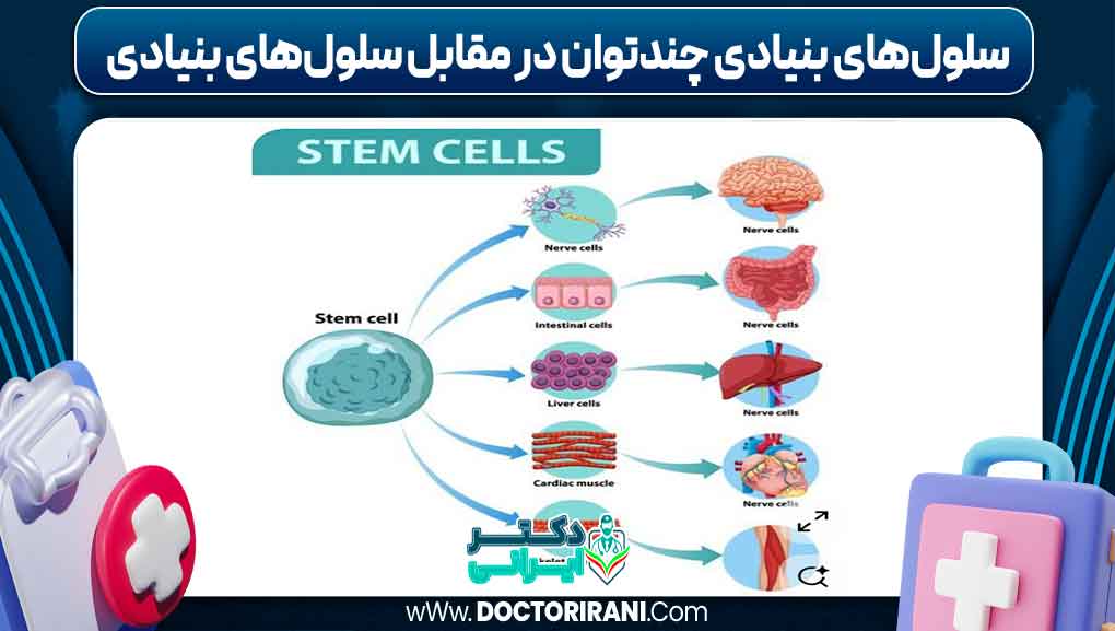 سلول‌های بنیادی چندتوان در مقابل سلول‌های بنیادی