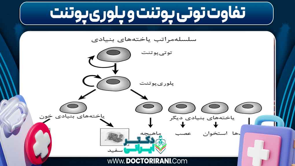 تفاوت توتی ‌پوتنت و پلوری‌پوتنت