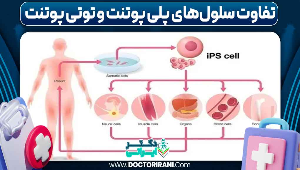 تفاوت سلول‌های پلی‌پوتنت و توتی‌پوتنت