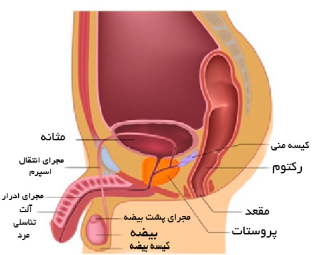 علائم سرطان پروستات