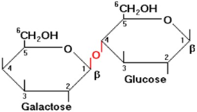 علائم عدم تحمل لاکتوز در بزرگسالان