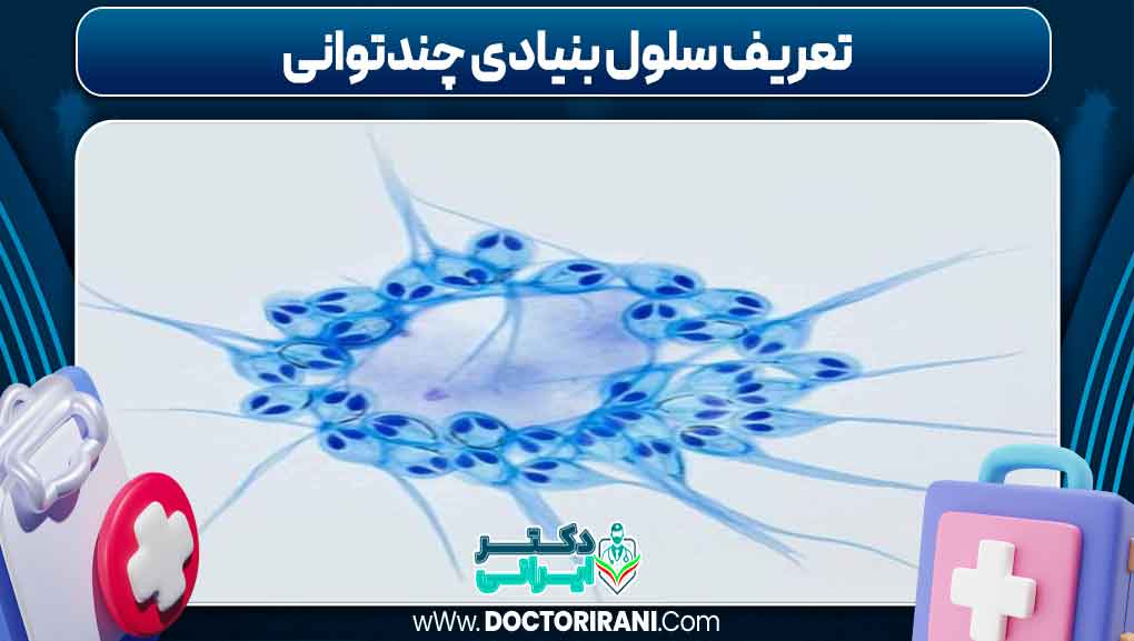 تعریف سلول بنیادی چندتوانی