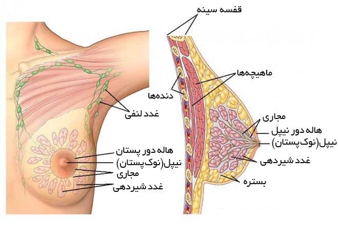 برای جلوگیری از سرطان سینه چه بخوریم