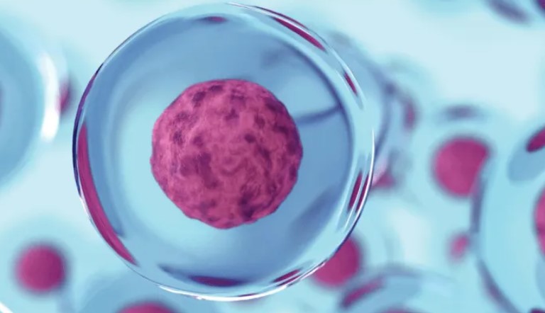 انواع سلول‌های بنیادی پلی‌پوتنت