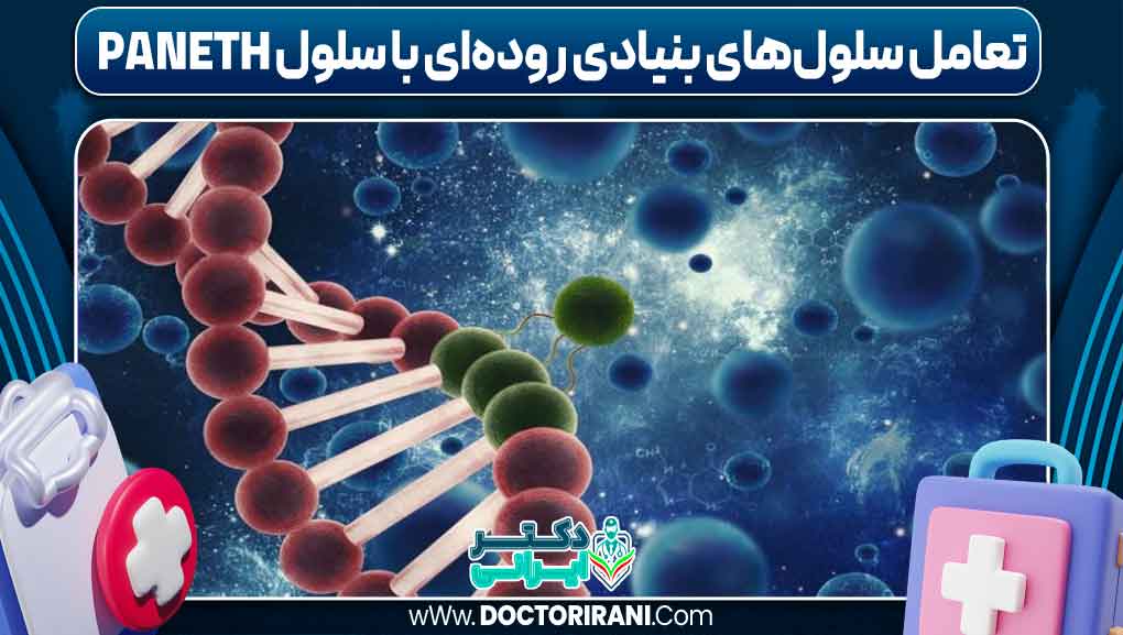 تعامل سلول‌های بنیادی روده‌ای با سلول Paneth