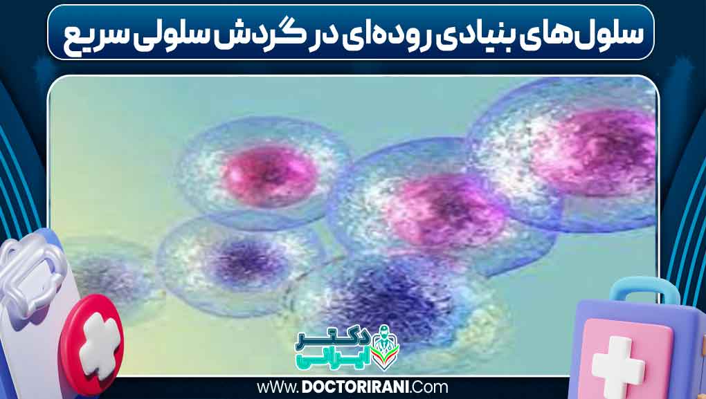 سلول‌های بنیادی روده‌ای در گردش سلولی سریع