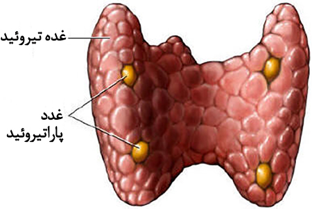 گواتر و اختلالات تیروئید