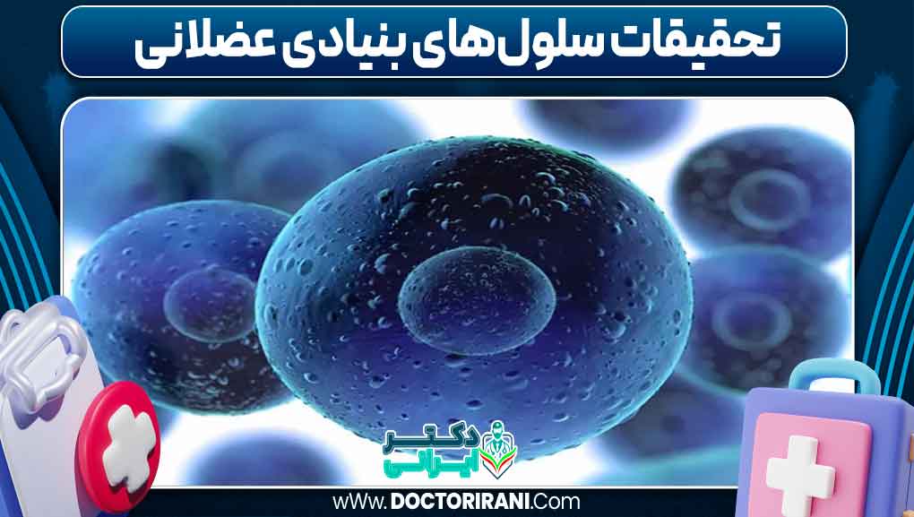 تحقیقات سلول‌های بنیادی عضلانی