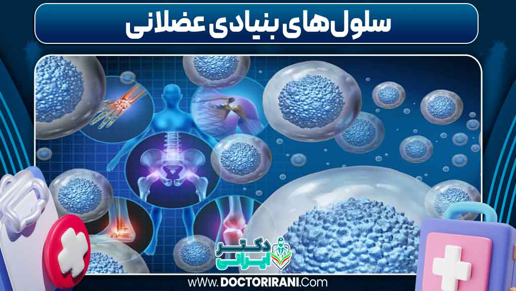 سلول‌های بنیادی عضلانی