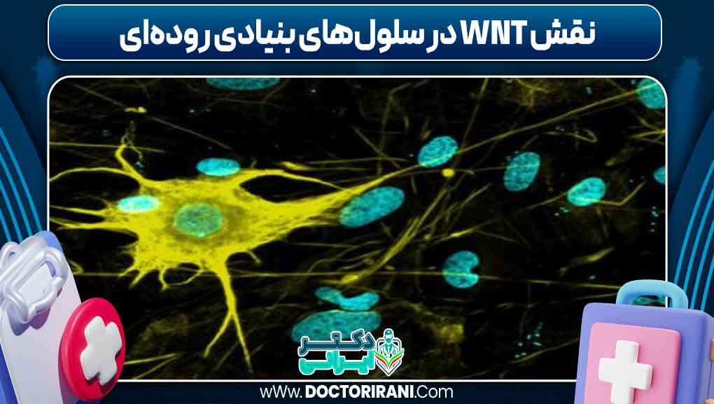 نقش Wnt در سلول‌های بنیادی روده‌ای