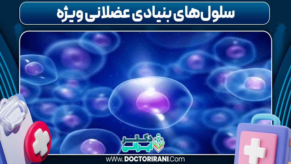 سلول‌های بنیادی عضلانی ویژه